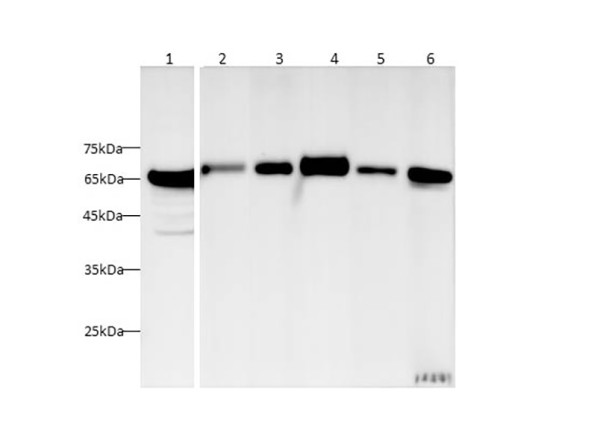 Anti-HSP-60
