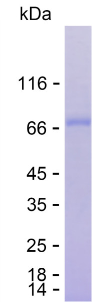 Recombinant Human BTNL8 Protein