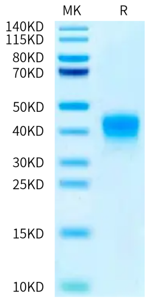 Biotinylated Human ASGR1 Protein