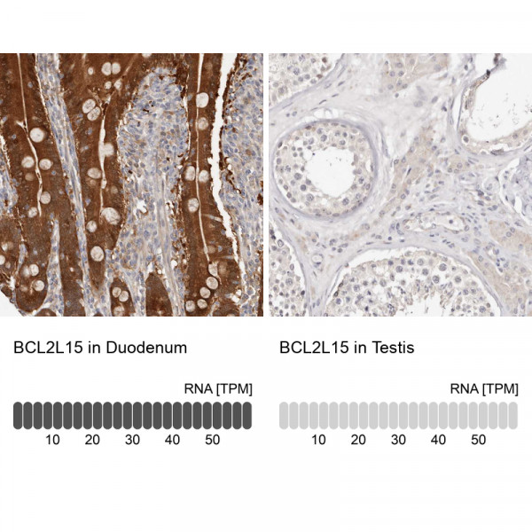 Anti-BCL2L15