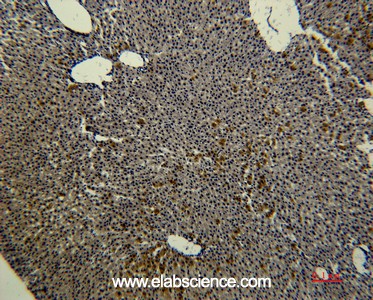 Anti-Transferrin, clone 3A5