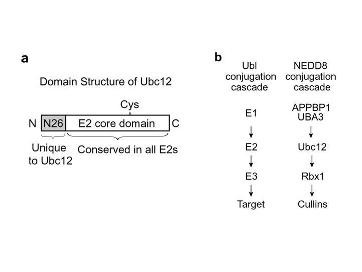 Anti-UBC12 (Ubiquitin-conjugating enzyme E2M)
