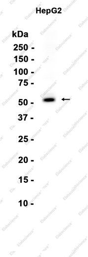 Anti-Recombinant PPAR alpha, clone C133048