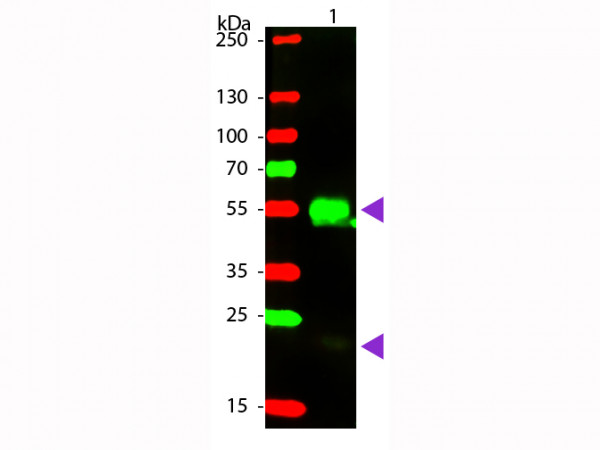 Anti-Rabbit IgG [H&amp;L] [Donkey] Min X Bv Ch Gt Gp Ham Hs Hu Ms Rt &amp; Sh serum proteins, Phycoerythrin