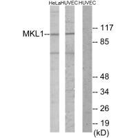 Anti-MKL1