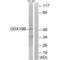 Anti-DDX19B
