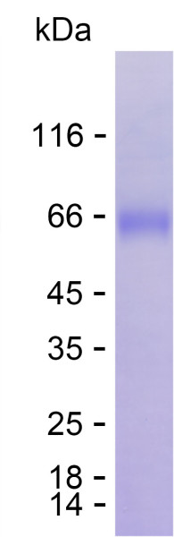 Recombinant Human PSG8 Protein