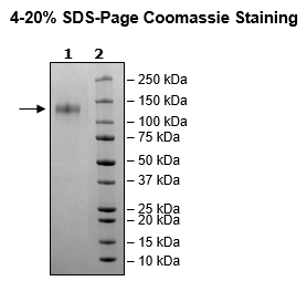 Spike S1 (B.1.1.529 BA.1, Omicron Variant), Avi-His-Tag, (SARS-CoV-2) Recombinant