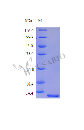 Melanoma-derived growth regulatory protein (MIA) (Active), human, recombinant
