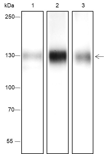 Anti-Recombinant Phospho-TrkA (Y791), clone A460