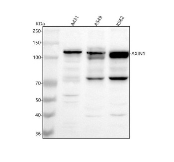 Anti-AXIN1 / Axin-1