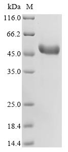 Tumor necrosis factor ligand superfamily member 4 (TNFSF4), partial, rabbit, recombinant