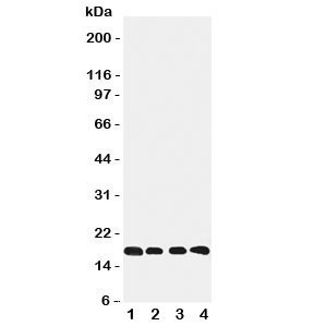 Anti-Cyclophilin B