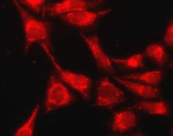 Anti-CD278 / ICOS