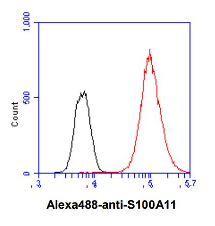 Anti-S100A11, clone 20D11