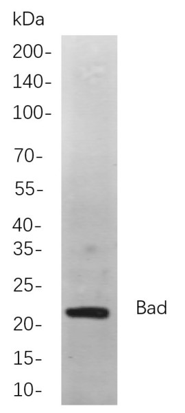 Anti-Recombinant Bad, clone 11B12