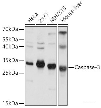 Anti-CASP3