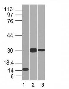 Anti-CELA3B, clone CELA3B/1218