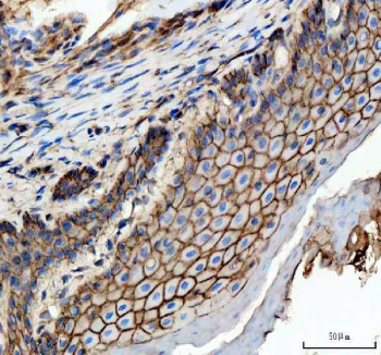 Anti-Zebrafish E-cadherin / Cdh1 / Cadherin 1