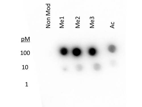 Anti-methyl-Histone H3 (Lys27)