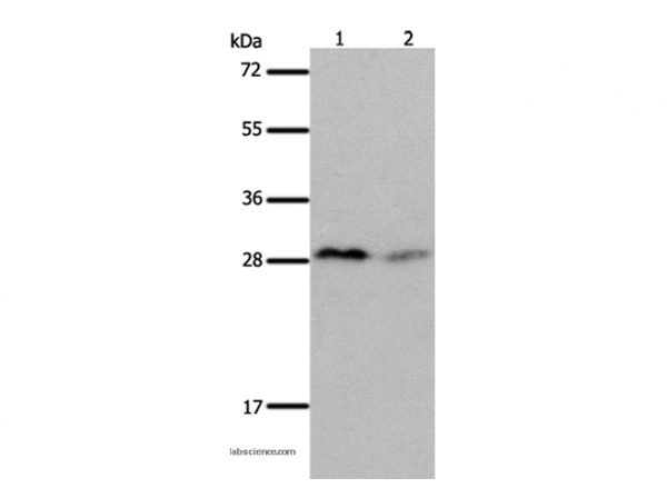 Anti-KLK7