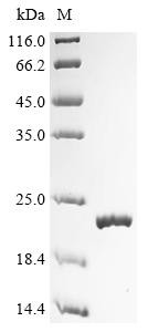 T-cell leukemia/lymphoma protein 1A (Tcl1a), mouse, recombinant