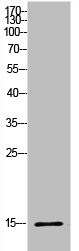 Anti-Histone H2B