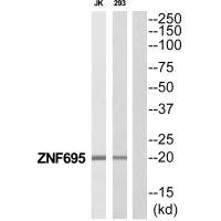 Anti-ZNF695