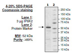 IP6K2, C-terminal His-tag, C-terminal Avi-tag (TM), human recombinant protein, Biotin-labeled