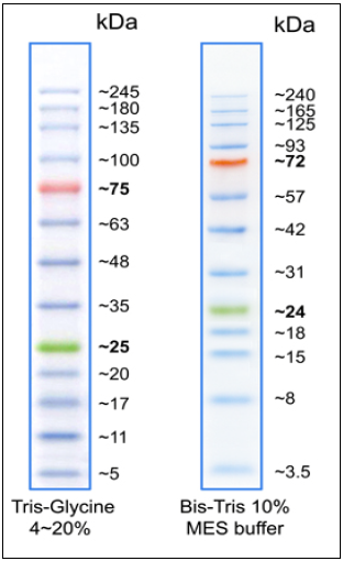 Biomol BLUEplus-wide prestained Protein Ladder (5-245 kDa)