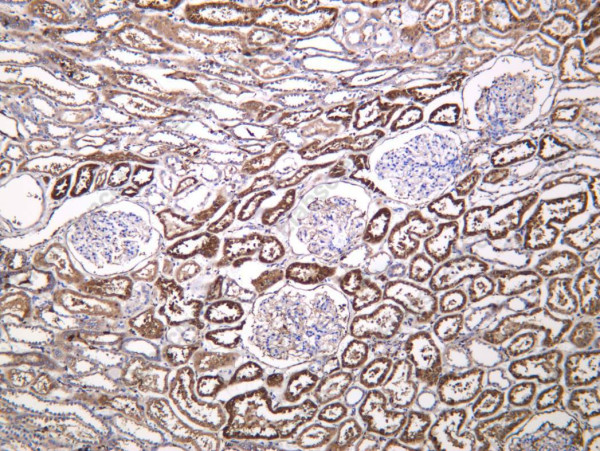 Anti-Recombinant LGMN, clone C112530