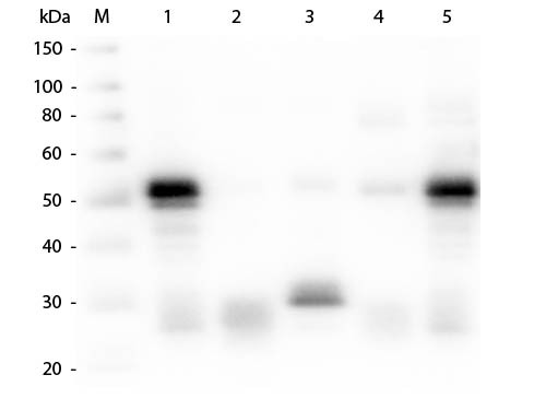 Anti-Rabbit IgG (H&amp;L) [Goat] (Min X Human serum proteins) Alkaline Phosphatase conjugated