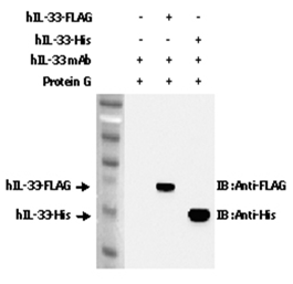 Anti-IL-33 (human), clone IL33305B