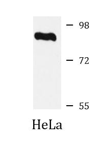 Anti-FBXO42