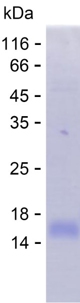 Recombinant Human CALCR Protein