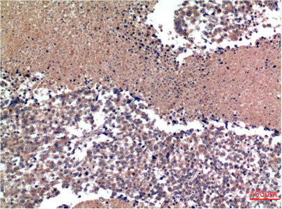 Anti-CCNB1 Monoclonal