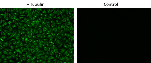 ReadiLink(TM) Rapid AF488 Antibody Labeling Kit *Rapid Alexa Fluor 488 Labeling*