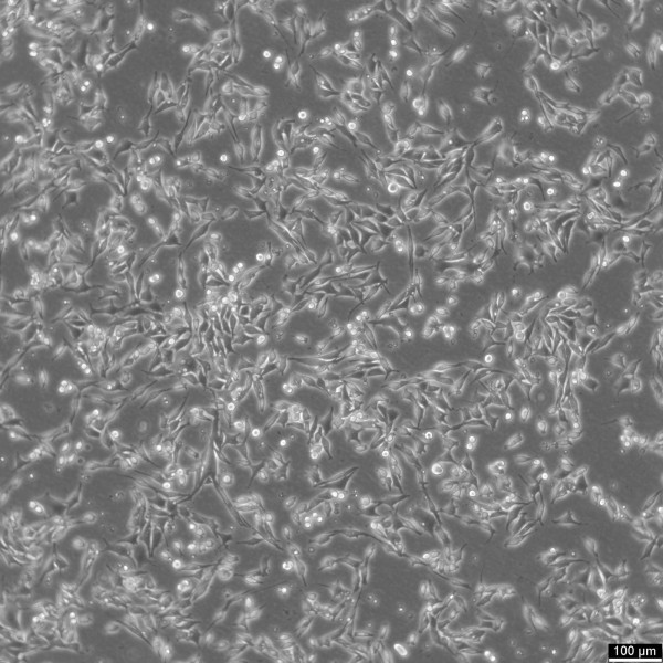 L Wnt-3A Cells
