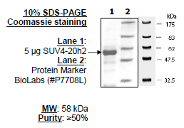 SUV4-20h2, active human recombinant protein