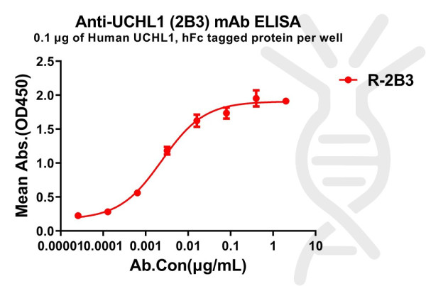 Anti-UCHL1 antibody(2B3), Rabbit mAb