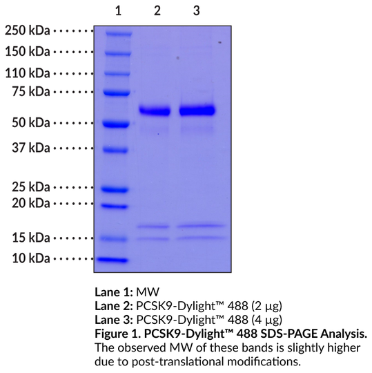 PCSK9-DyLight(TM) 488