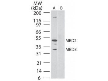 Anti-MBD3, clone 106B691