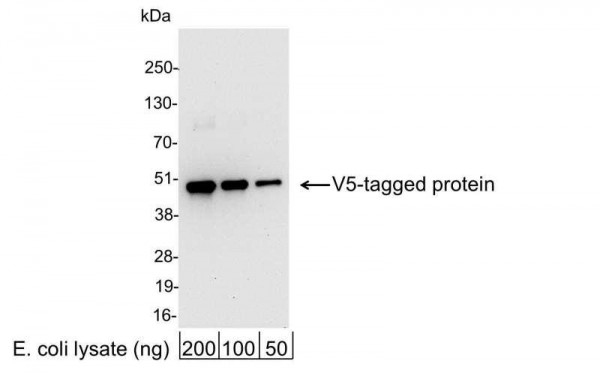 Anti-V5, HRP conjugated