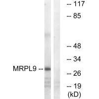 Anti-MRPL9