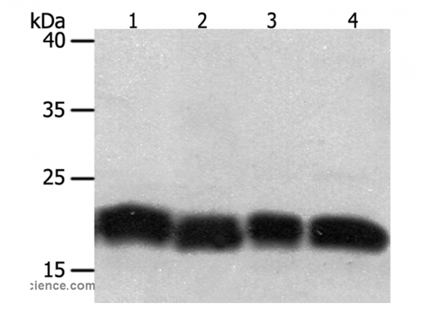 Anti-PDCD6