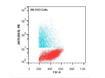 Anti-AKT3 Phycoerythrin Conjugated, clone 9A5.H9.G7