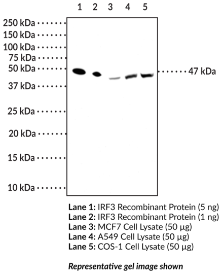 Anti-IRF3 (Clone 1E10)