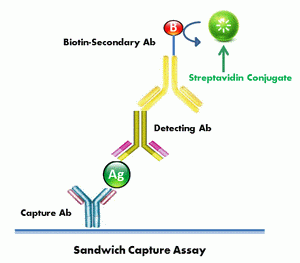 HRP-streptavidin conjugate (1 mg/ml)