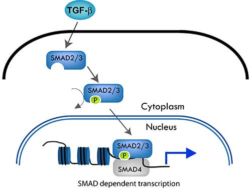 Anti-phospho-SMAD3 (Thr179)