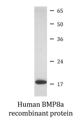 Human BMP8a recombinant protein (Active)